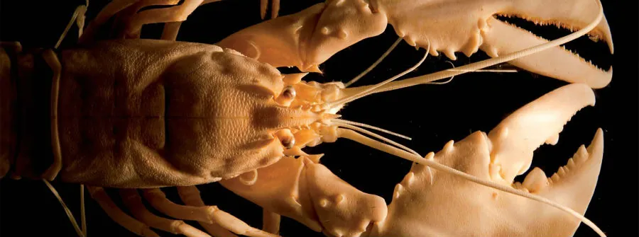 Museo-di-Zoologia-Adriatica-Giuseppe-Olivi