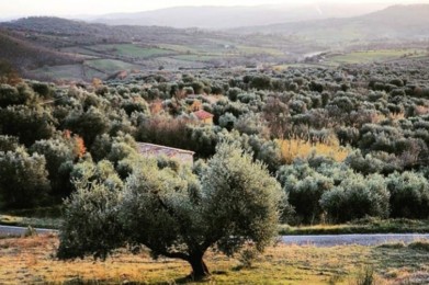 Olivone di Fibbianello
