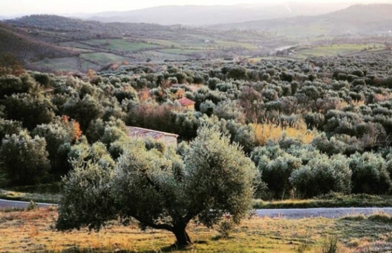 Olivone di Fibbianello