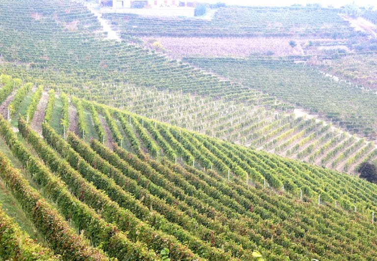 Panorama delle vigne Bel Sit