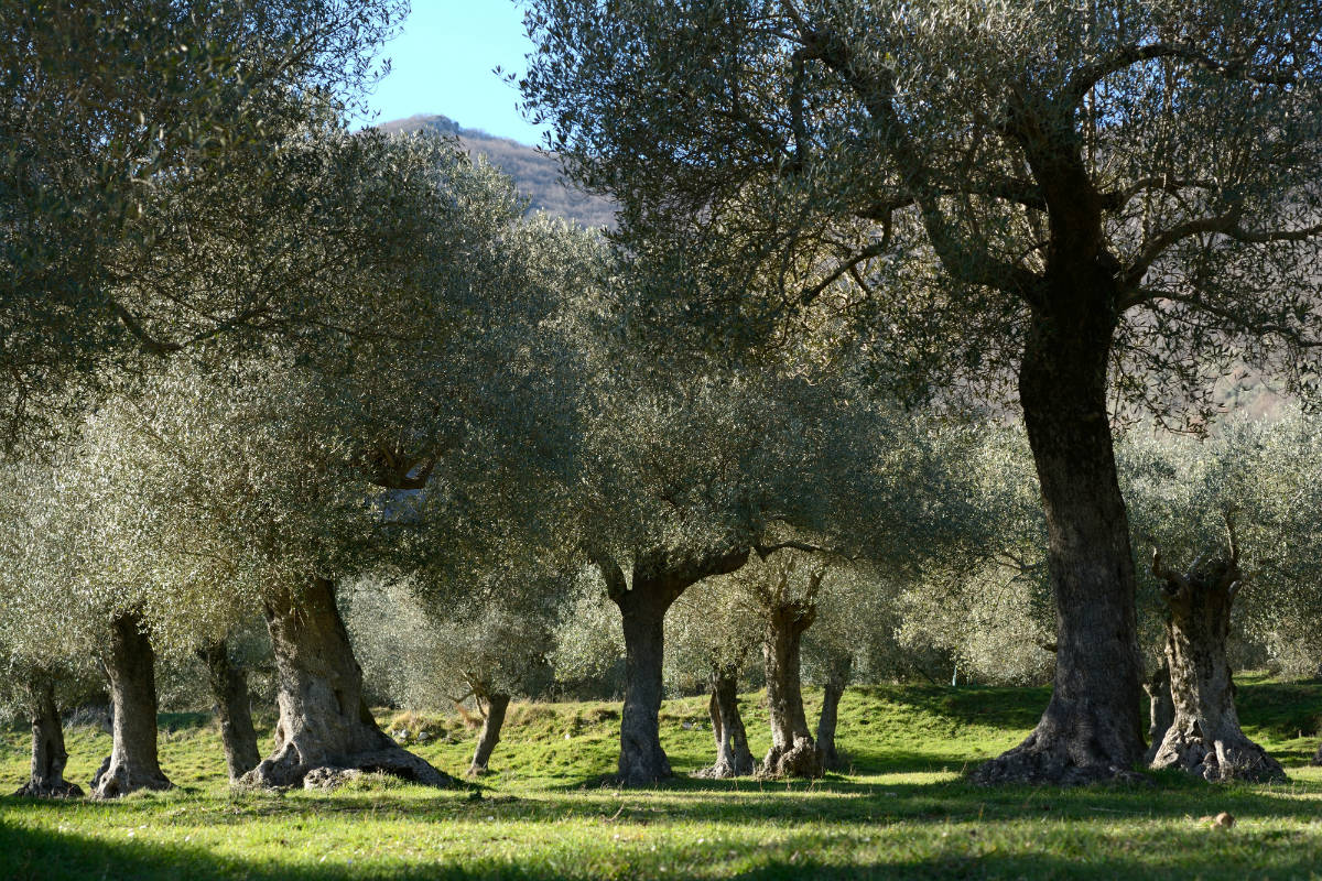 Parco Regionale dell'Olivo di Venafro