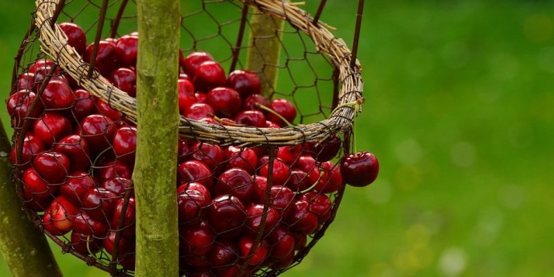 Cherry Festival 1 Sagra delle ciliege