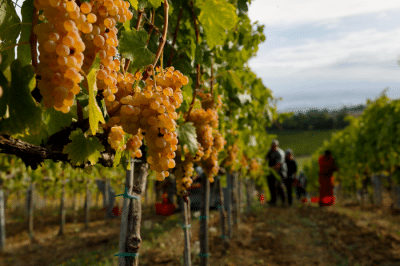 Società Agricola Panizzi
