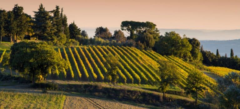 Panizzi Winery