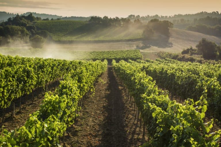 Panizzi Winery