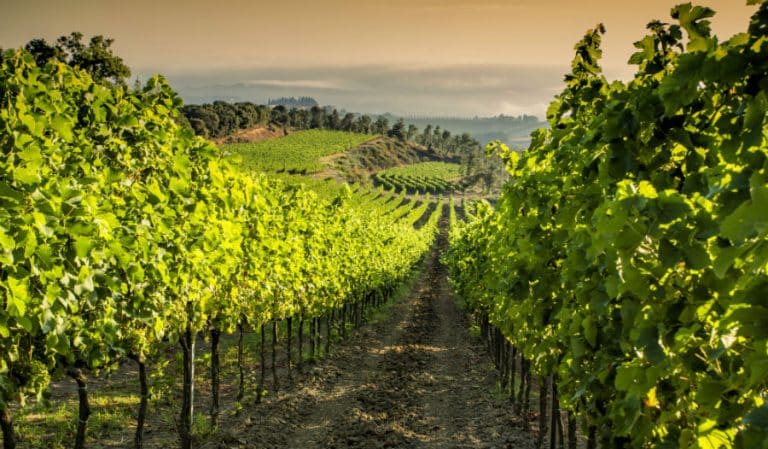 Panizzi Winery