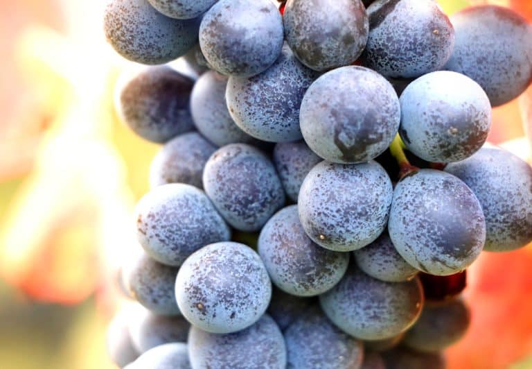 Uva delle vigne Bel Sit