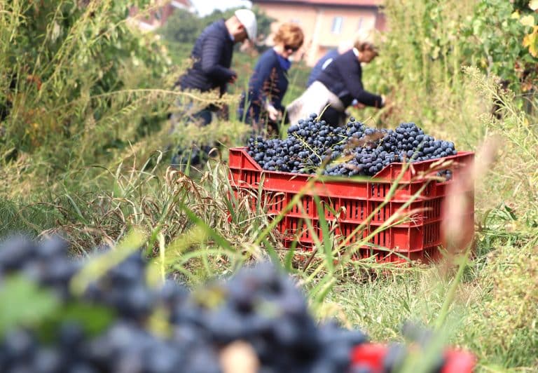 Vendemmia nelle vigne Bel Sit