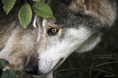 Wolf Museum