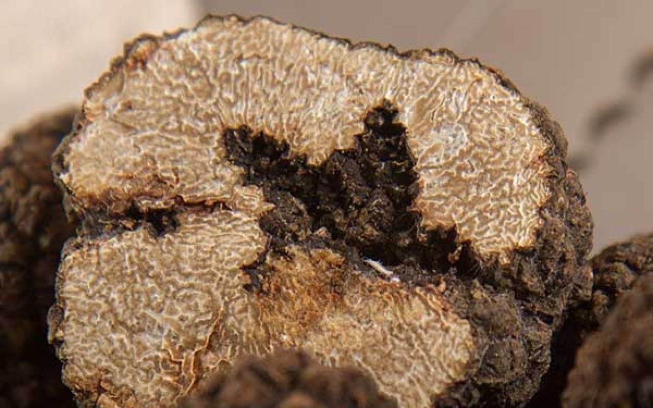 Trionfo del Tartufo Nero a Frontino 9 f_60
