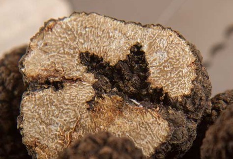 Trionfo del Tartufo Nero a Frontino 9 f 60