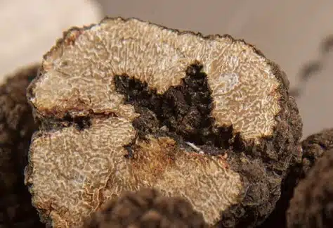 Trionfo del Tartufo Nero a Frontino 17 f 60
