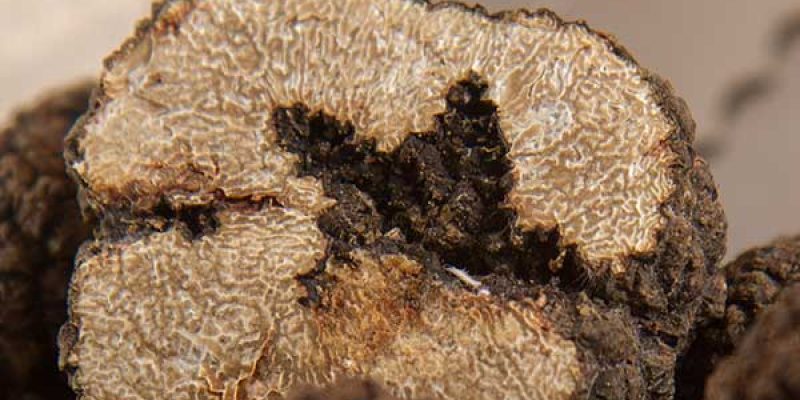 Trionfo del Tartufo Nero a Frontino 1 f_60