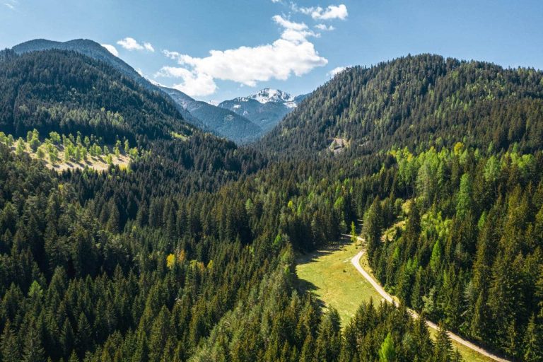 Forest Bathing: the forest takes care of you