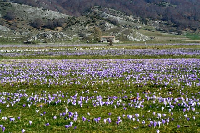 Fioritura di crochi a Rascino