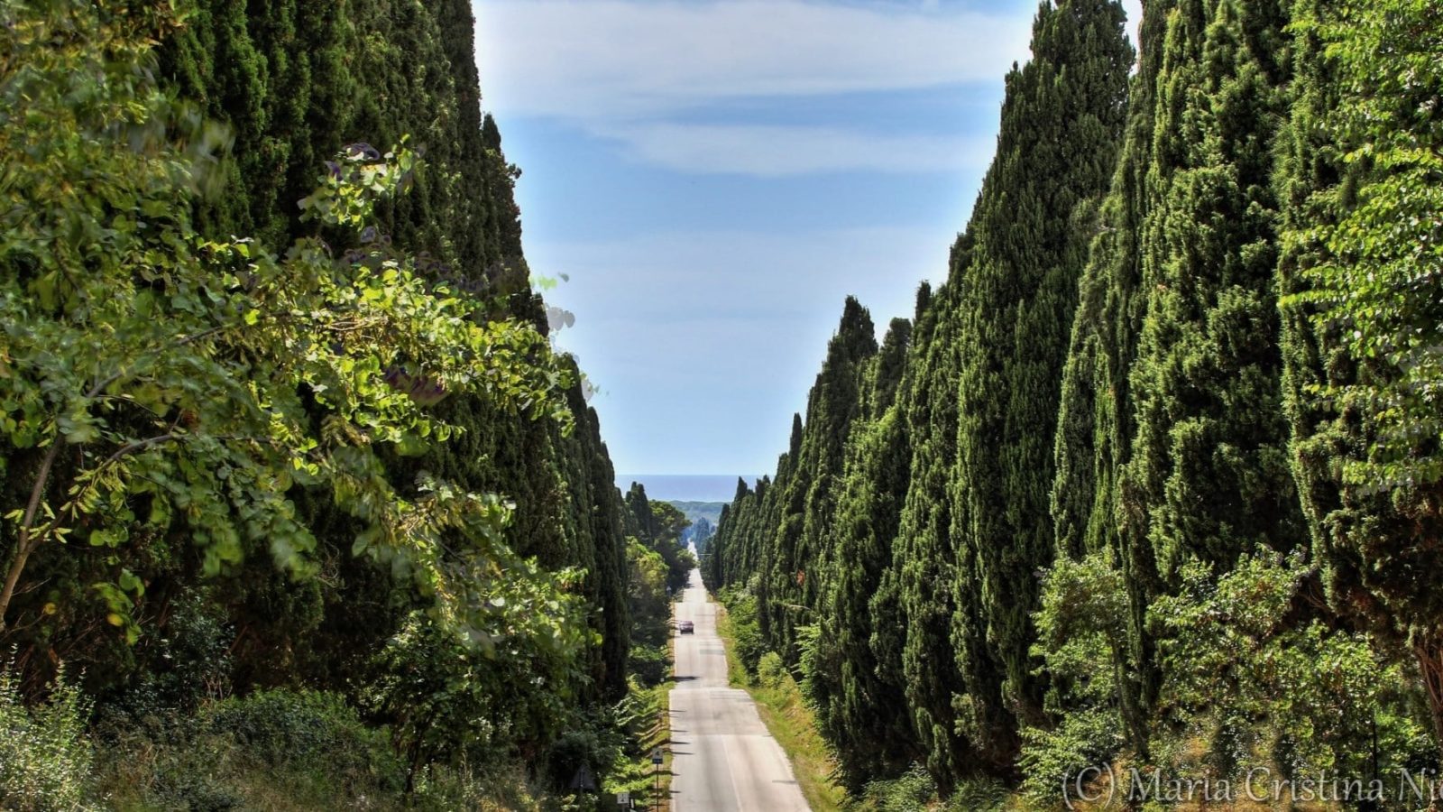 Bolgheri