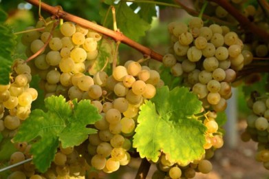 Toscana: La Vernaccia di San Gimignano