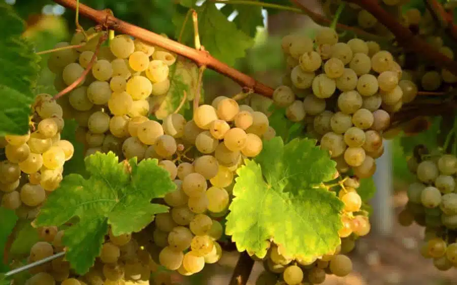 Toscana: La Vernaccia di San Gimignano