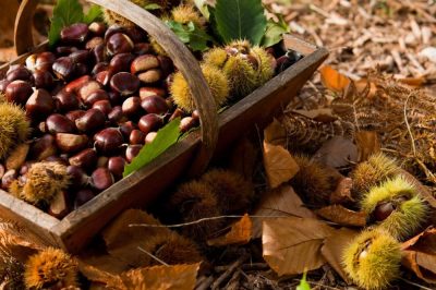 Where to collect chestnuts in Lombardia