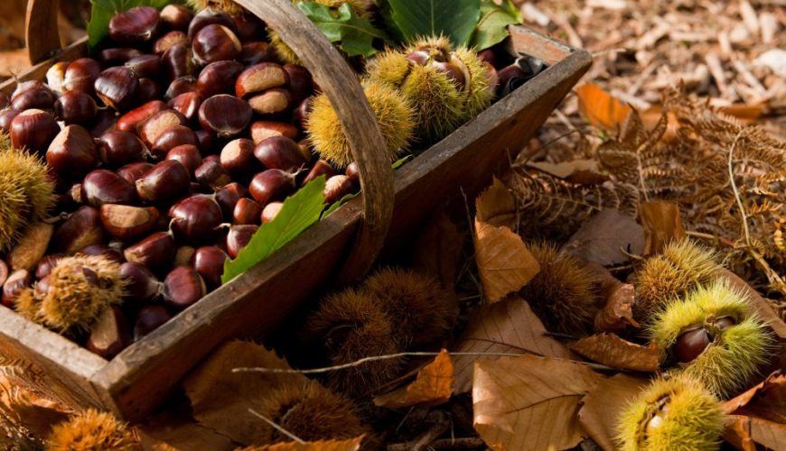 Where to collect chestnuts in Lombardia