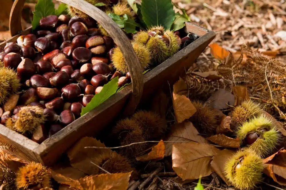 Dove raccogliere le castagne in Lombardia