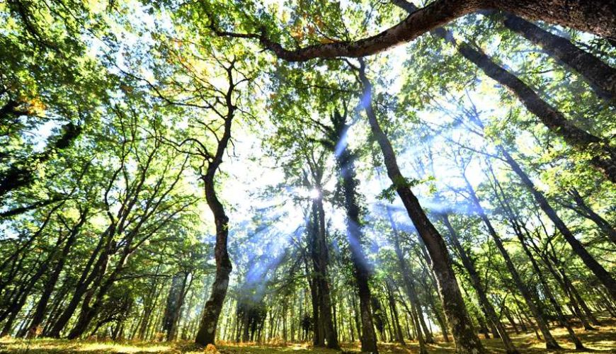 Le Faggete del Parco del Gargano diventano Patrimonio Naturale dell’Umanità