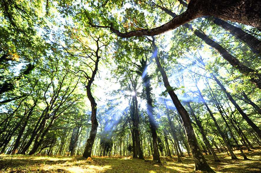 Le Faggete del Parco del Gargano diventano Patrimonio Naturale dell’Umanità