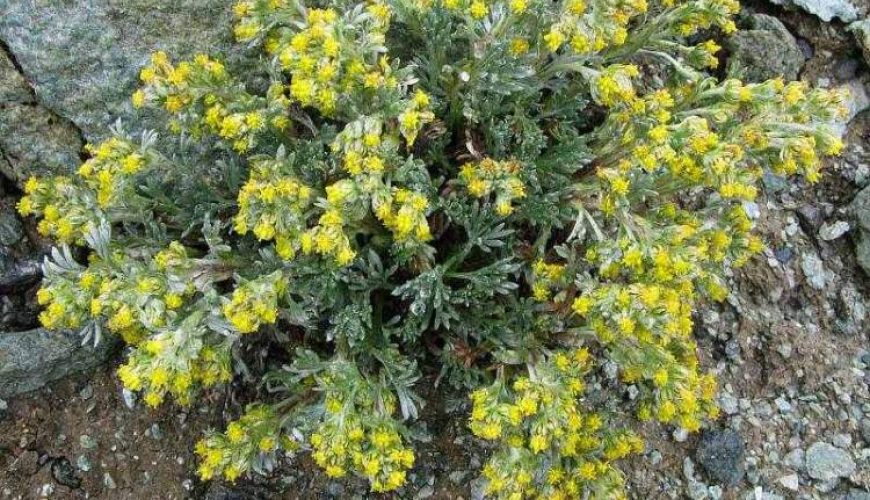 Ricetta: Gènèpy, il liquore forte e deciso e dei borghi valdostani