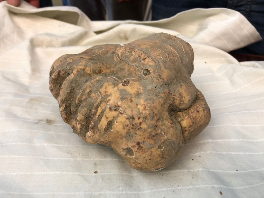 Oro bianco in Basilicata: trovato un tartufo di 600 grammi