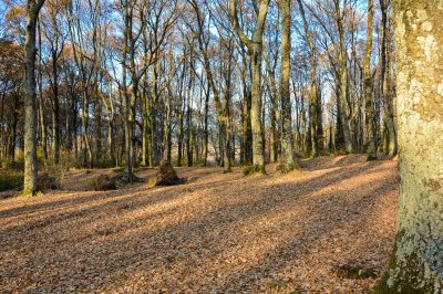 The Beech Forest