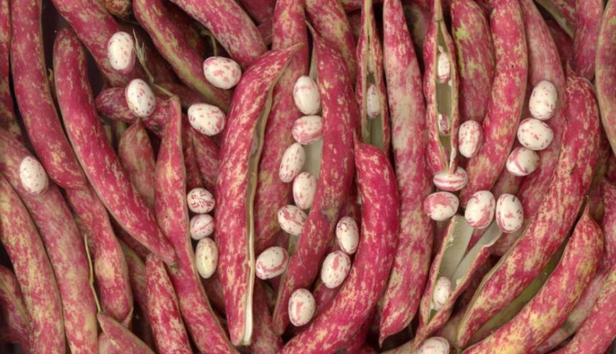 Lamon Bean of the Bellunese Valley I.G.P.