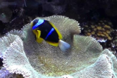 un pesce che nuota in un corallo