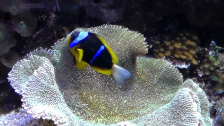 un pesce che nuota in un corallo