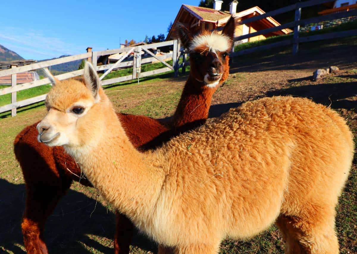 Alpaca
