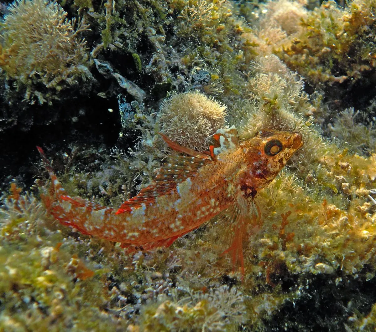 Fondale Isole Tremiti