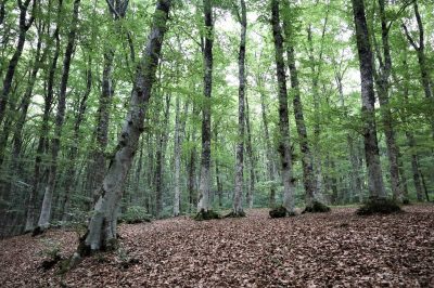 Bosco Costara e Faggio San Michele