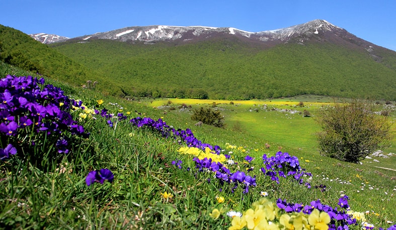 Fioritura di viole sulla sfondo del Monte Nuria