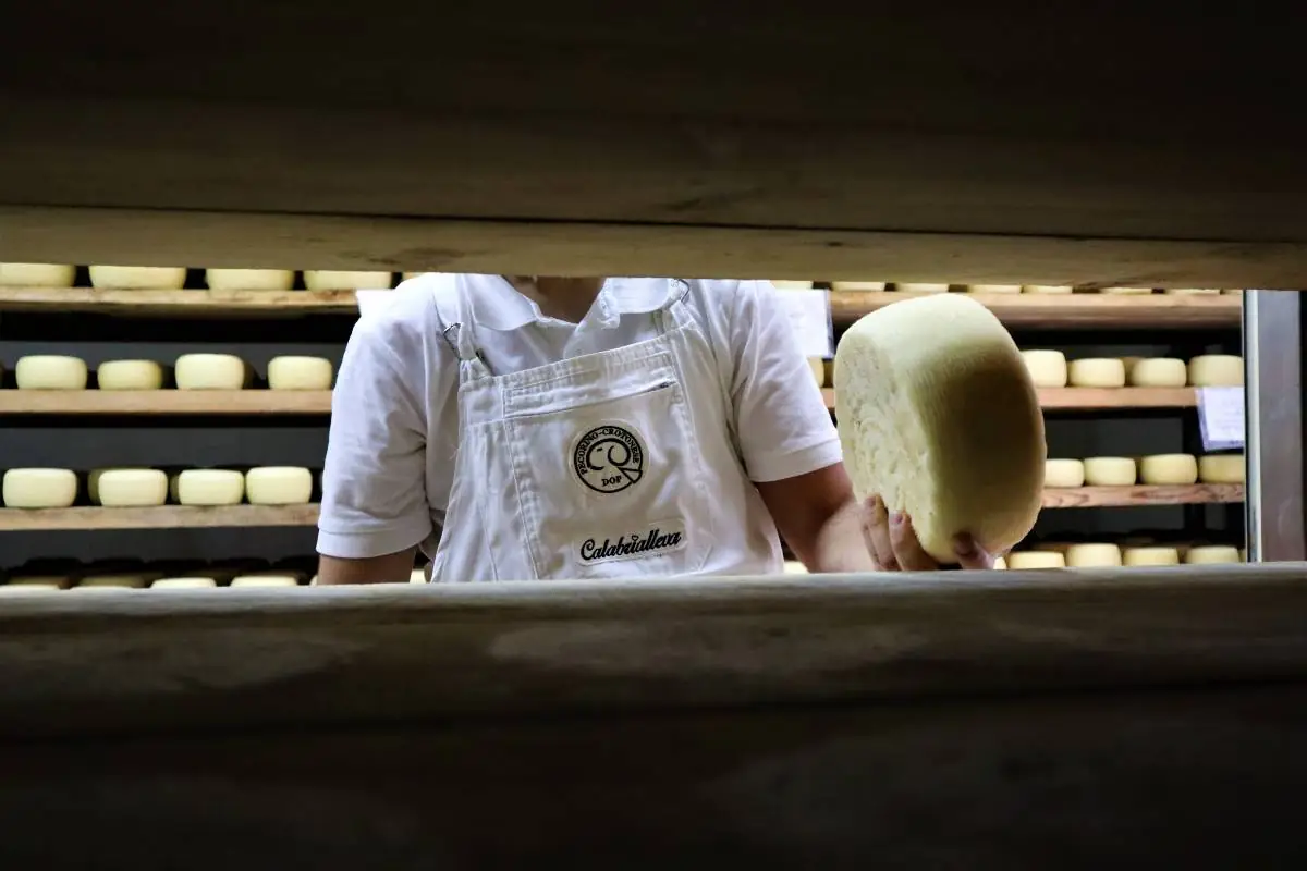 Pecorino Crotonese DOP Calabrialleva