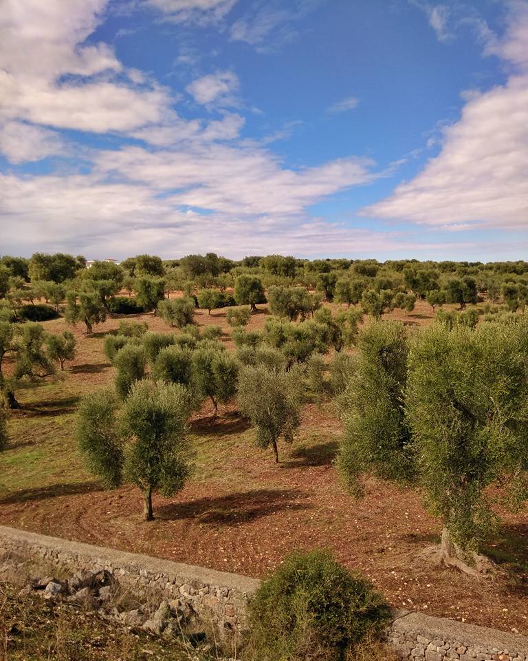 Presso Villa Castelli (Brindisi). Foto Massimiliano Ricci
