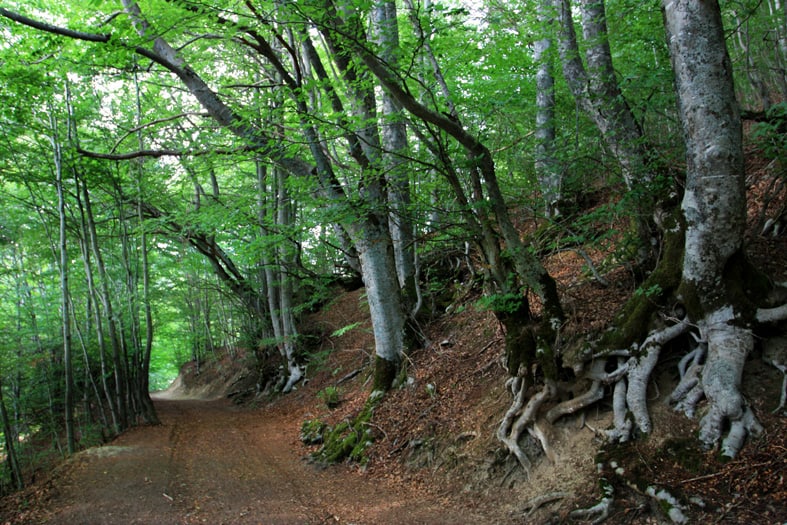 Sentiero fra i faggi per Monte Nuria