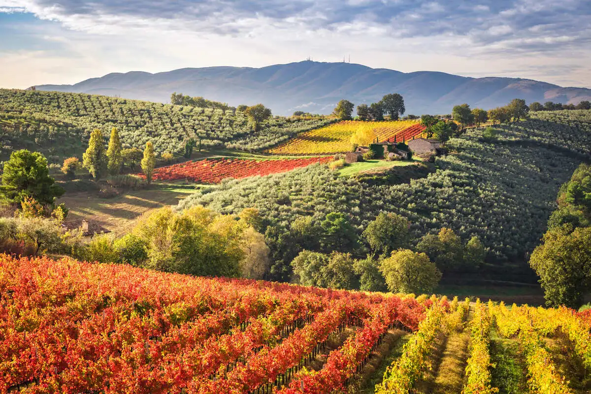 Vigneti del Sagantino