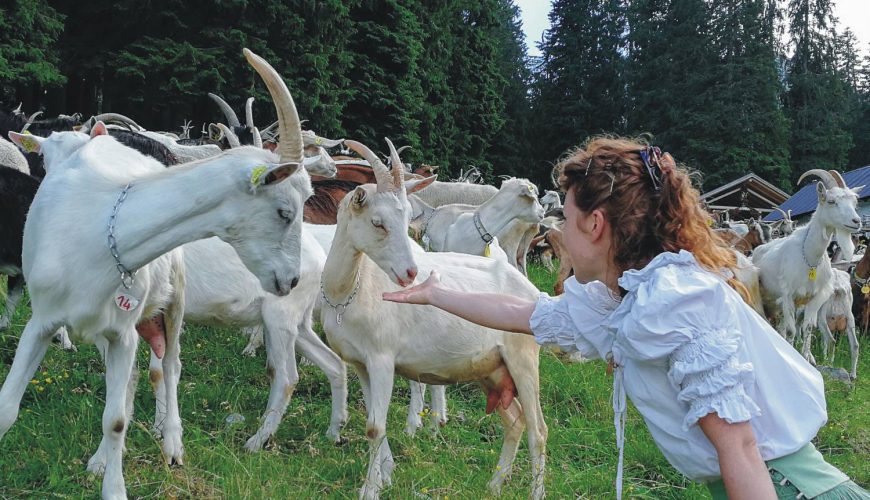 Cavalese in festa con La Desmontegada de le Caore