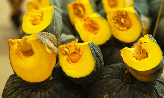 Zucca Marina di Chioggia