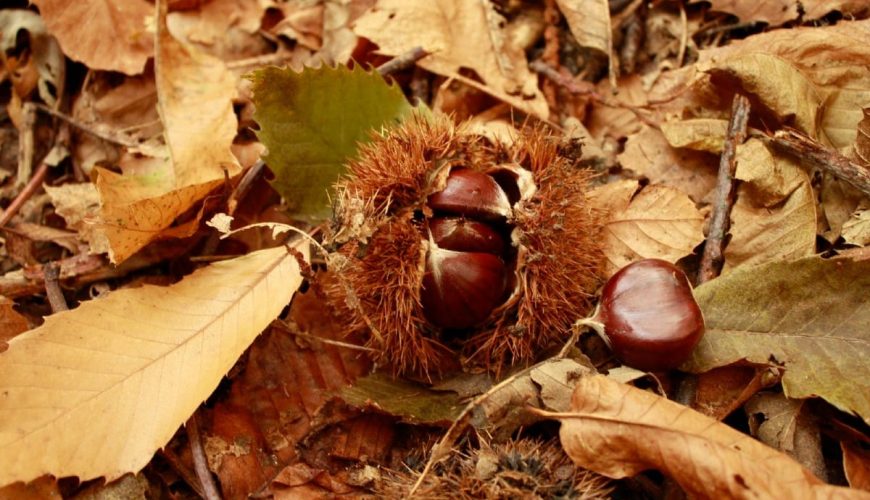 The autumn flavors of the Lucanian Dolomites
