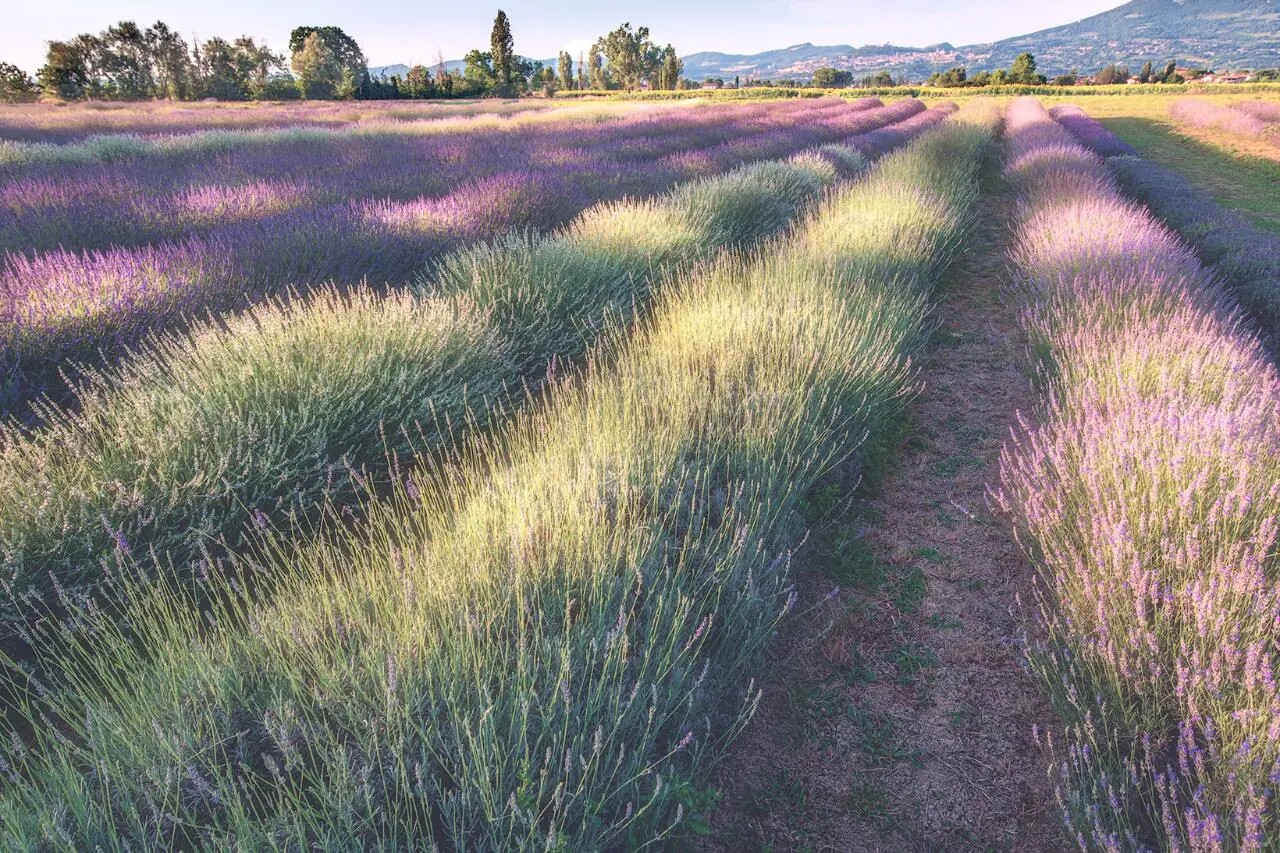 Lavandeto di Assisi - Lavanda