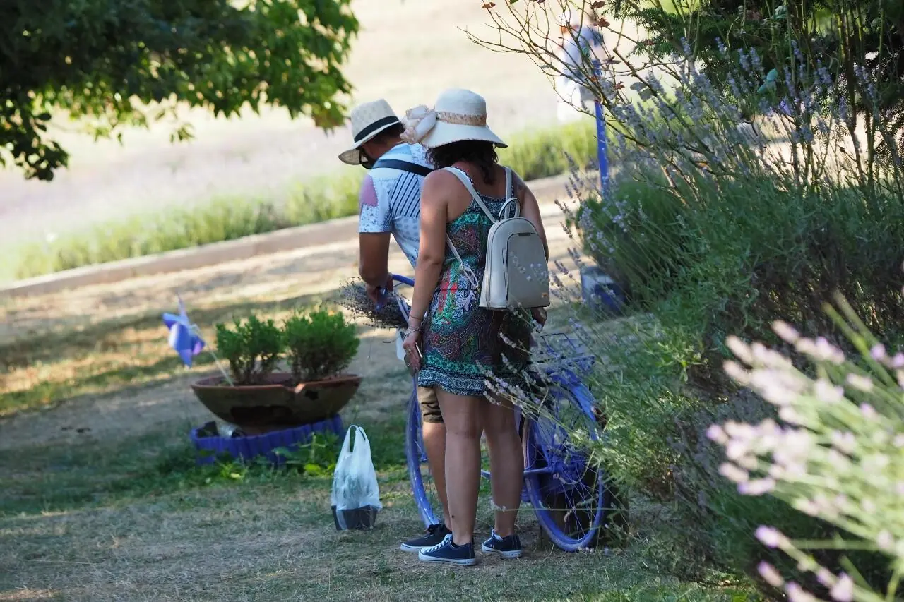 Parco della lavanda Morano Calabro