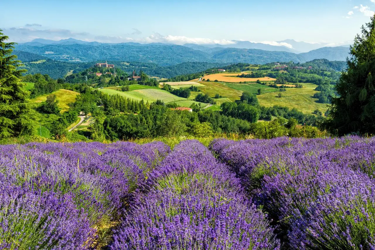 Sale San Giovanni - fioritura della lavanda