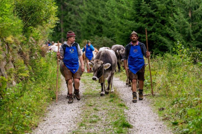 Dai pascoli di alta montagna a valle: Transumanza a Racines, Ridanna e Val Giovo
