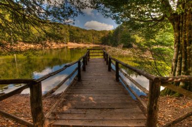 Foresta Umbra-