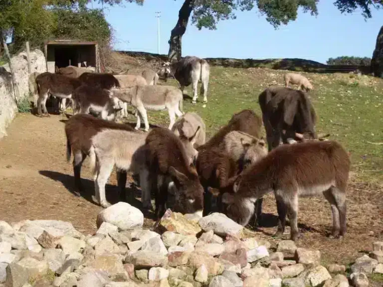 Il Muto di Gallura Restaurant